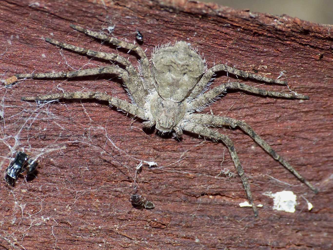 Philodromus margaritatus, il ragno pi piatto - Torrimpietra